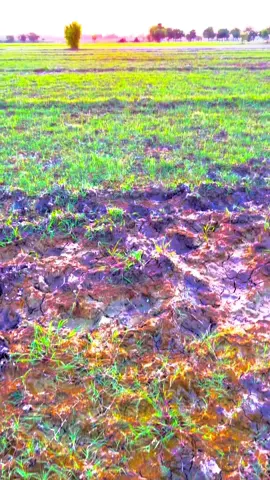 #pindawale #پنڈاں_والے #ساڈا_پنجاب🍁🥀 #foryou #viral #1millionviews 