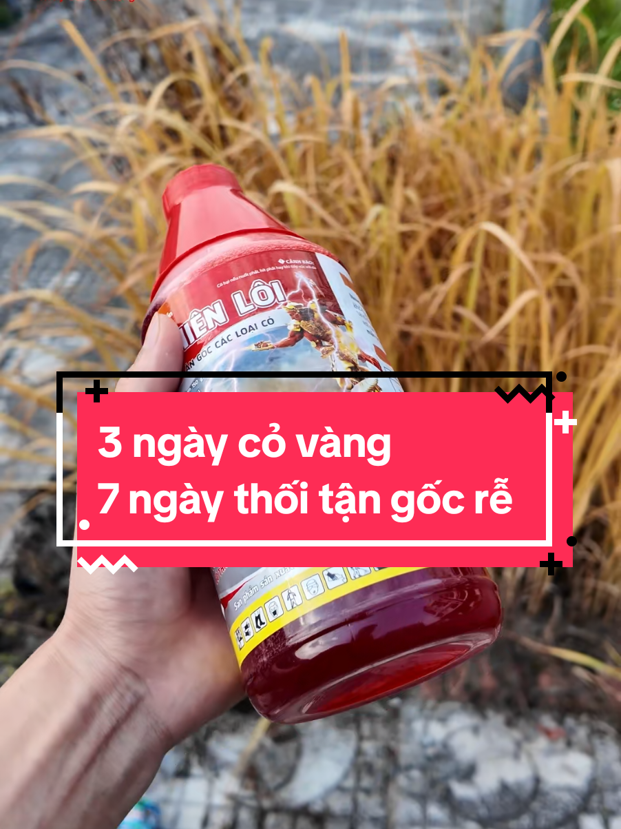 3 ngày cỏ vàng, 7 ngày thối tận gốc rễ #nongnghiep #kinhbac #thienloi 