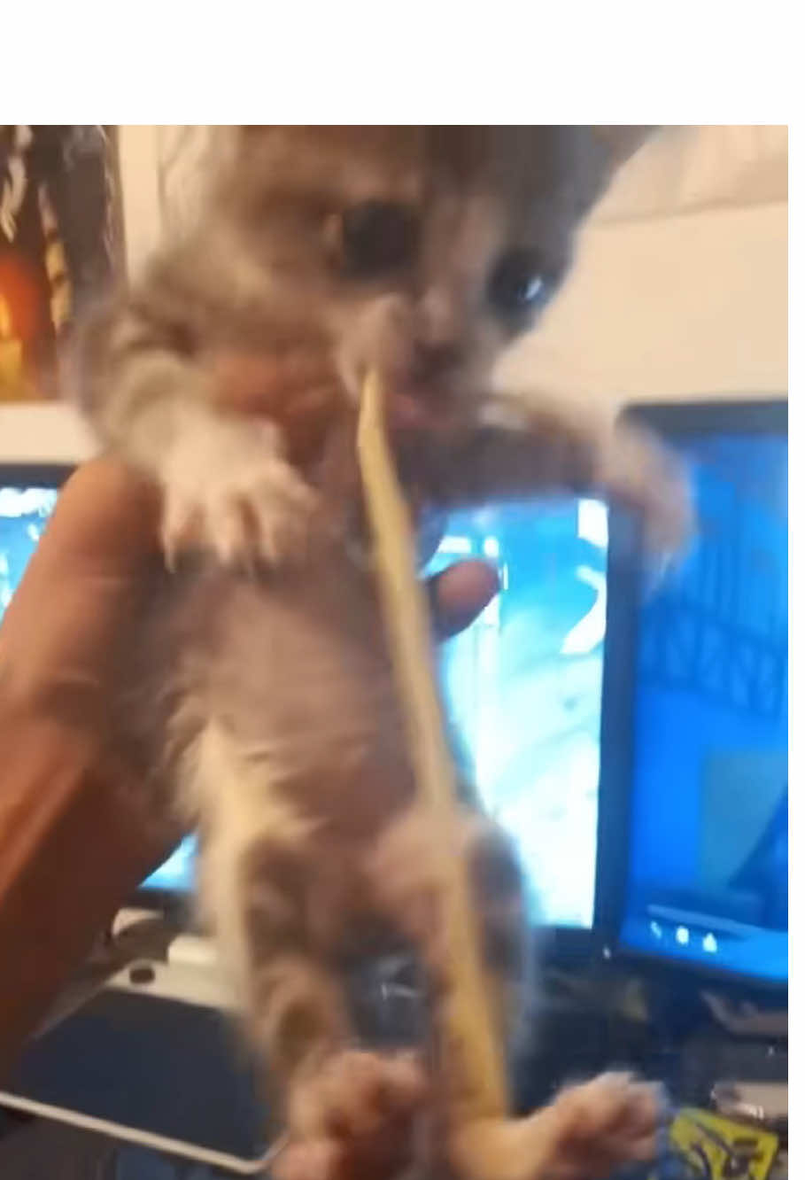 It’s just a bandit!#catsoftiktok #cat#funnycat##cutecatsoftiktok #catlover#funny#fyp#usa