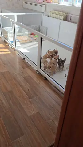 These Chihuahua puppies may be tiny, but their hearts are full of love. 💕 Playful, affectionate, and loyal — they’re ready to find forever homes where they’ll be cherished every day. 🐾🏡 #ChihuahuaLove #AdoptDontShop #FYP#PetAdoption 