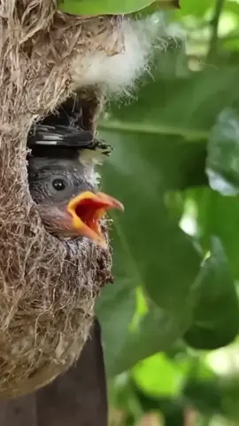 #bird #babies #smart #viral #animals 