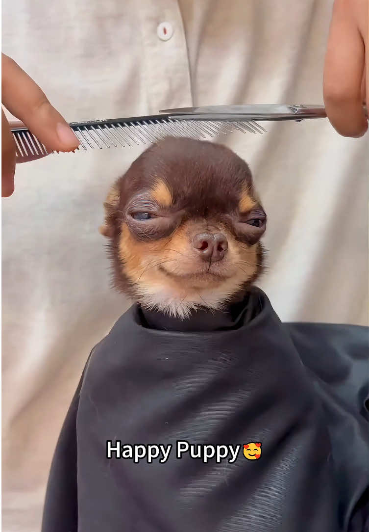 The happy puppy made me Smile.🥰😂🐶#usa#happydog #funnyvideos#fyp#pet