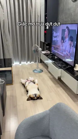 Có tí nhạc ngủ ngon hẳn 🥰 #corgi #dog #meme #pembrokewelshcorgi #tiktok 