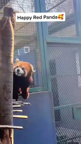 red panda #tiktok #panda #fyp #foryou #happy 