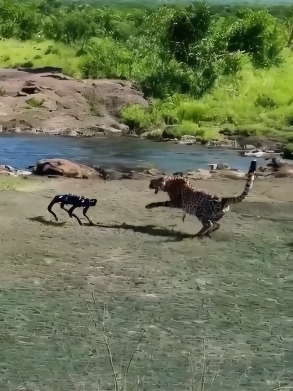 A wild cheetah's first encounter with a robot dog. A battle between nature and technology. The robotic animal advances on the cheetah. The cheetah, seeing this strange animal for the first time, hesitates before the leopard attempts to attack. So amazing verdus. Wild cat and robot cat  #cheetah #robotdog #weographic #animallovers #naturegeography 