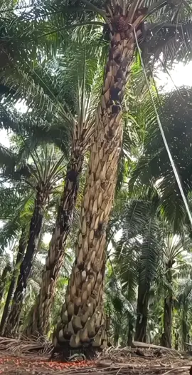 lebih sayang buah sawit daripada tangan  #panen#sawit#pekerjasawit#fyp#viral