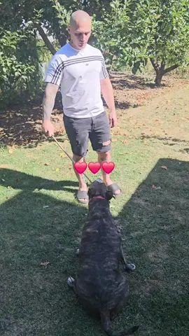 sasha ❤️ #catel #amstaff #aquaardiente #muzicahouse #tiktokromania 