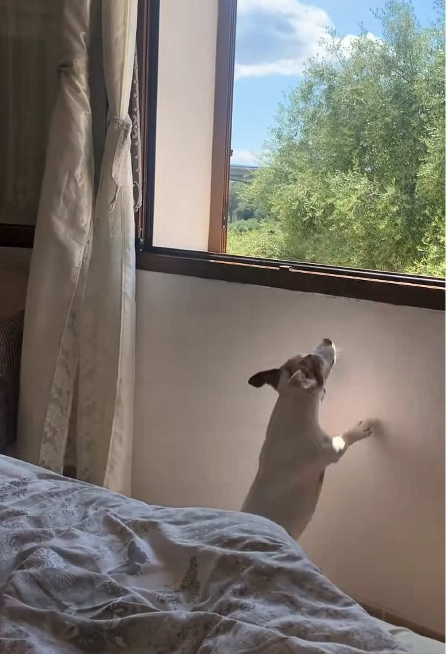 Happy jack russell terrier#happyfunnyvideos#jackrussllerrier#dog#USA#usa