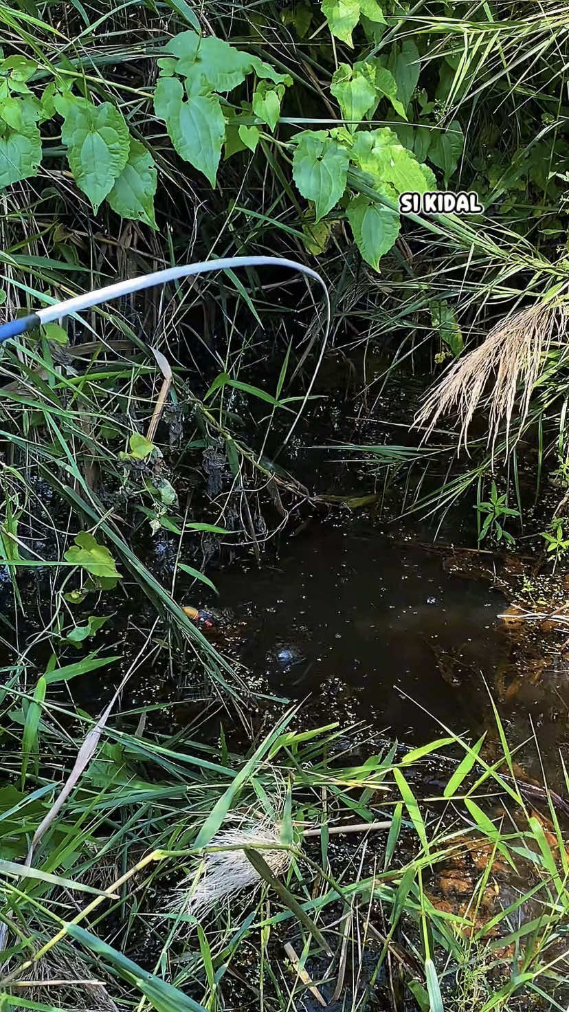 ada ikannya ternyata….KUNJUNGI FB:SI KIDAL #SIKIDAL #mancing #fishing #mancingliar #mancingikan 