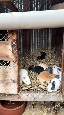 Bunnies 🐰  We keep them warm at night. #farminginAfrica #mudasonfarm #rabbitsbunnies