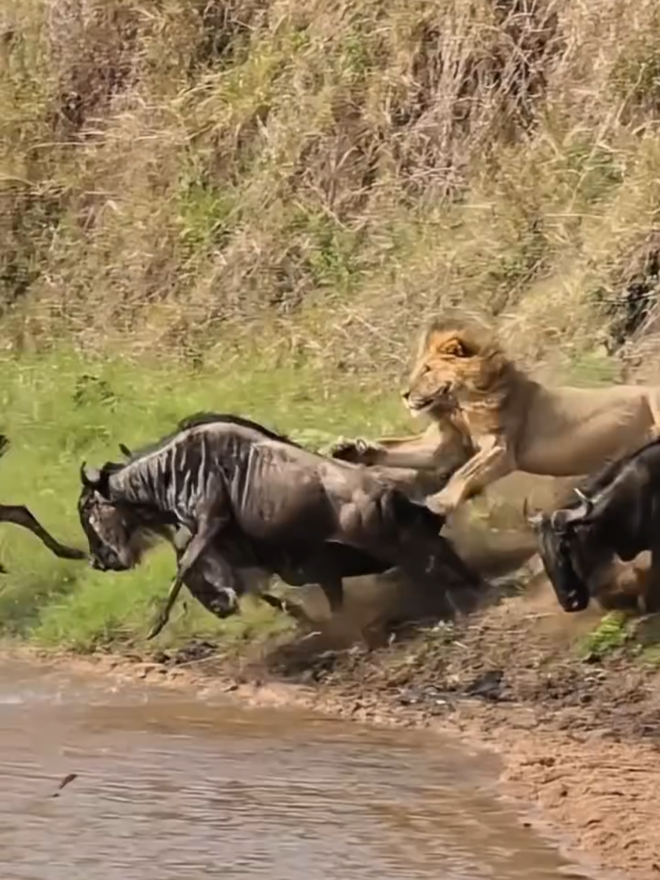 Male Lion ambushes a herd of Wildebeest. Masai Mara, Kenya 🇰🇪  📹 mattyardleyafrica #lion #animal #wildlife #nature #hunting 