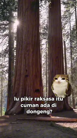 Pohon itu kalau kena api malah makin kuat dan tumbuh besar looo #fyp #zyxcba #meowlinfo #facts #History 