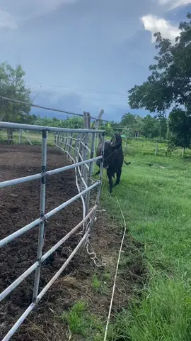 มาไกลจนถึงฝัน🖤🐮#วัวประกวดพันธุ์ไทย #มังกรดําเสี่ยเอห้วยตะแกะ #เด็กเพชรบุรี🏡💗 