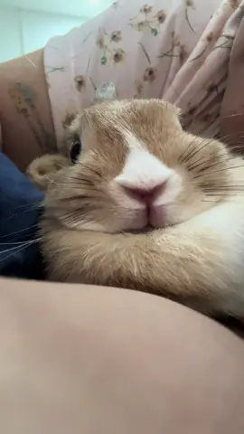 ร๊ากกกกก #rabbit_🐰💓 #rabbitsoftiktok #rabbit #บราวนี่บลอนดี้ #pet 