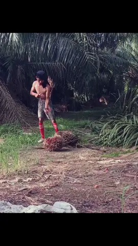 #fypシ#kulisawitmalaysia🌴🇲🇾🇮🇩