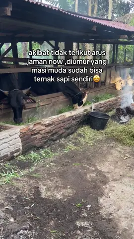 kalo masi layak knp ganti yang baru#sapibalap #fyppp #lewatberanda #peternakmuda #berkahsapi 