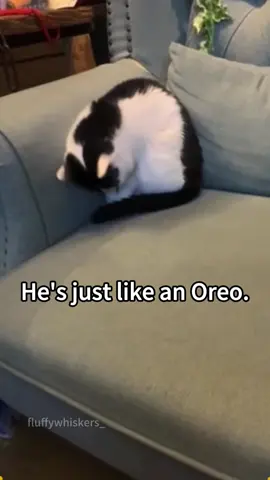 Dramatic White Gloves😂😂🐱 #cat #catsoftiktok #catlover #funny #funnyvideos #foryou #fypage #fypツ #funnycat #funnytiktok #cats 