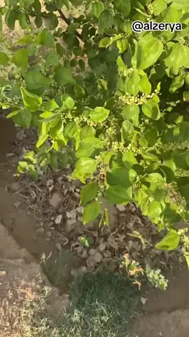 #سدر #اكسبلور #مشتل #الزرية 