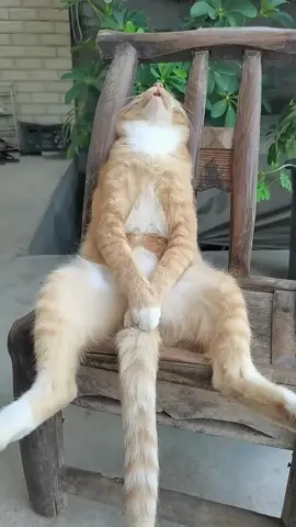 😹💤 A cat sleeping soundly on a chair while snoring, making the atmosphere even more adorable! The sound of his purring makes my heart feel calm and smile to myself. Super cute and relaxing! 🐾✨ #cat #cute #funnycat #sleepycat #snoringcat 