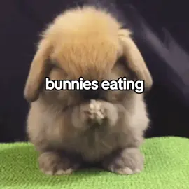#bunny #bunnies #cute #cuteanimals 