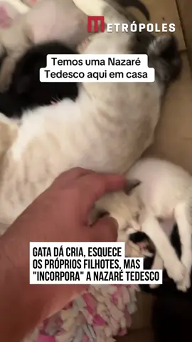 😽🐈 O fotógrafo Guilherme Caetano viveu uma situação inusitada em casa com os #pets. Ele estava com uma gata grávida, porém, antes dela dar à luz, resolveu adotar filhotes de outra bichana.  A gata deu cria, mas continuou como “mãe adotiva” dos filhotes da outra pet, que havia dado à luz duas semanas antes.  Segundo Guilherme, os filhotes biológicos podem ser retirados da caixa em que está a gata-mãe, mas os adotivos não.  “Ela se apaixonou por esses gatos maiores e roubou da outra. Roubou da mãe deles. Está criando tudo aqui. Eu tiro eles aqui da bacia para colocar com a mãe, ela vai lá e busca de novo”, comentou o fotógrafo.  De acordo com Guilherme, a mãe “aceitou” que perdeu os filhotes e deixou com a gata, que foi definida pelo fotógrafo como #NazaréTedesco, famosa personagem vivida pela atriz Renata Sorrah na novela A Senhora do Destino. #EntretêNews 🎥 @guicaetano.jpg (ig) | @myhoodbr