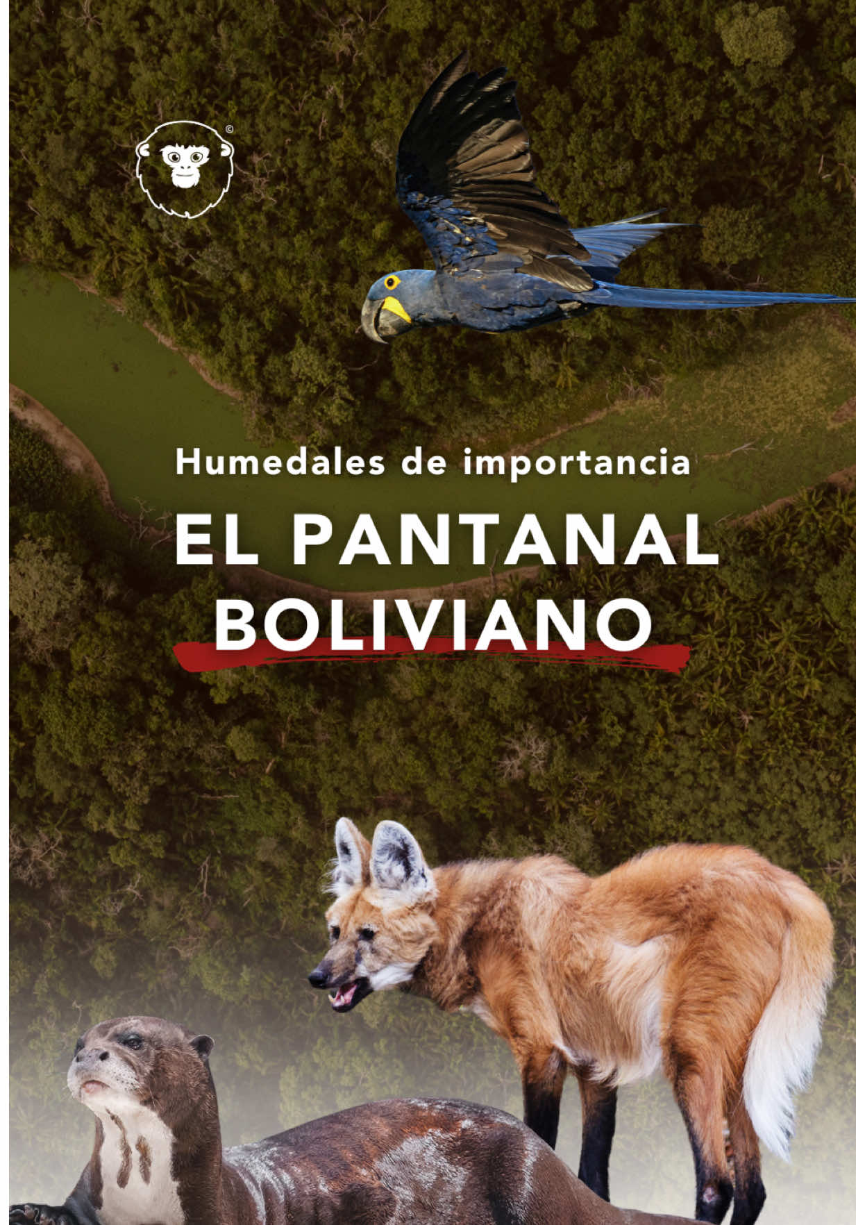 Los humedales son ecosistemas esenciales para la vida: regulan el agua, almacenan dióxido de carbono y albergan una biodiversidad única. Sin embargo, están desapareciendo tres veces más rápido que los bosques y han perdido un 35% de su superficie desde 1970. 📍 En Bolivia, el Pantanal boliviano es un ejemplo de su importancia. Con 3,19 millones de hectáreas, forma parte del Gran Pantanal, el humedal más grande y uno de los más biodiversos del planeta, que en total supera los 158,000 km² entre Brasil, Bolivia y Paraguay. Este ecosistema alberga una riqueza extraordinaria: más de 120 mamíferos, 650 aves, 90 reptiles, 40 anfibios, 260 peces, 1,030 mariposas y más de 1,650 especies de plantas vasculares. Además, en Bolivia ha sido históricamente habitado por los pueblos Ayoreo y Chiquitano, y su territorio está distribuido en dos áreas protegidas nacionales: el ANMI San Matías y el Parque Nacional y ANMI Otuquis. 🌿 Proteger humedales como el Pantanal boliviano es clave para nuestro futuro y el de miles de especies que dependen de ellos. #bolivia #pantanal #sanmatiasbolivia🇧🇴 #santacruzbolivia #faunasilvestre 