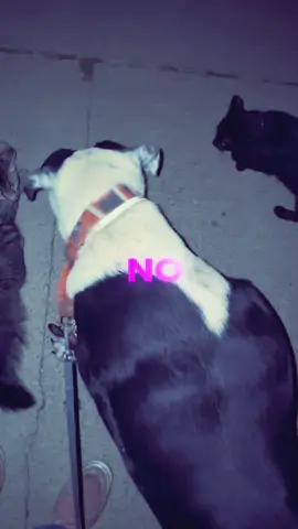 Tatter is such a bully of the neighborhood but he’s not people friendly except with me but he has his big brother Brutis with him too #browncat #tatter #brutis #Catahoula #walk 