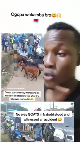 These goats left Nairobi people speechless, as they stood  in formation to witness an accident. 😅#fyp #kenyantiktok🇰🇪 #nairobitiktokers #kikuyuisbae #kambatiktokers 