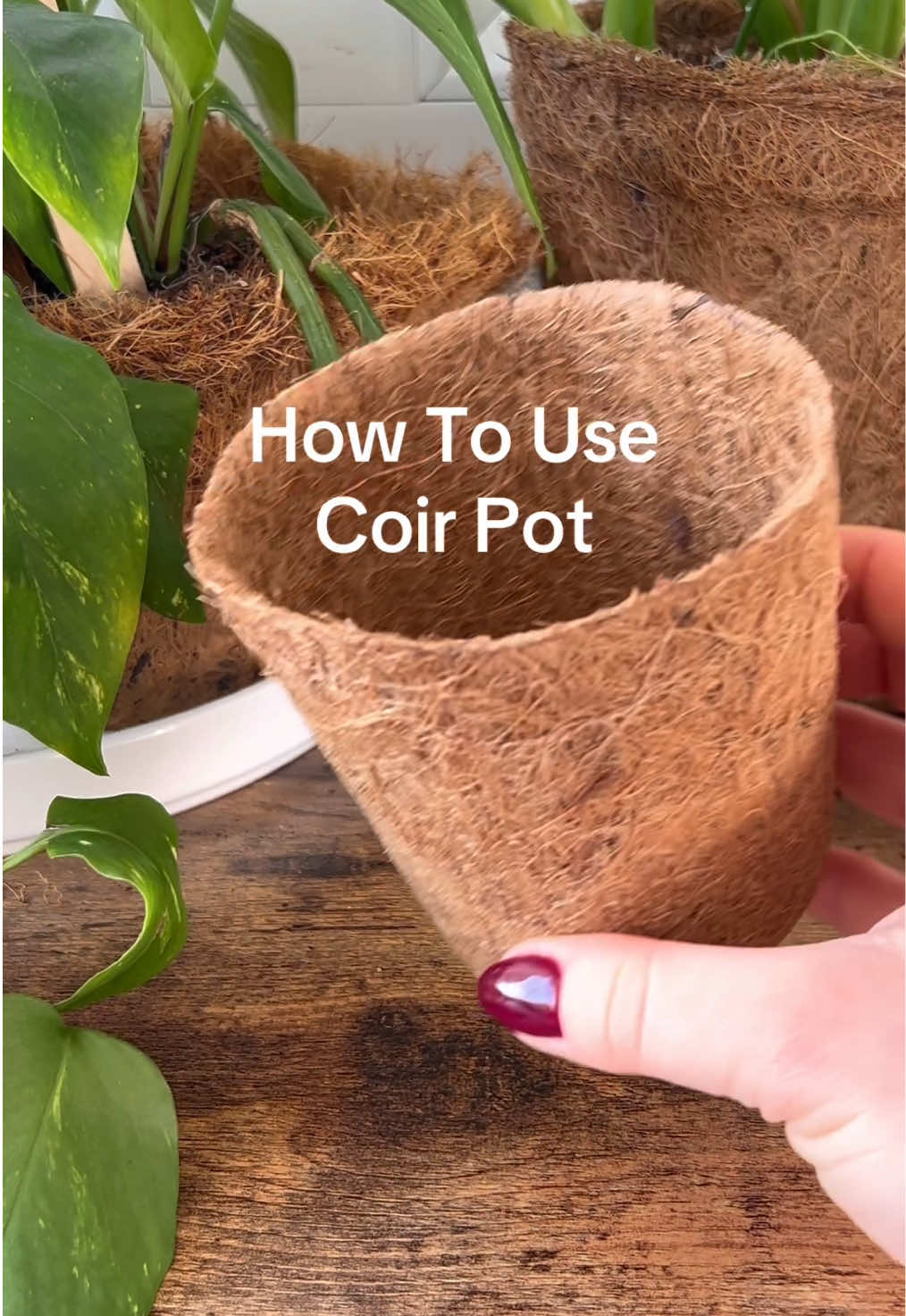 Growing made easy with Coir Pots 🌿 Simply fill with soil, sow your seeds, and water - that's it! The pot naturally breaks down, letting roots grow freely while reducing waste. An eco-friendly, hassle-free way to start your plants strong and healthy 💦🍃 #greenfuture #sustainableliving #coirproductssale #happymonday #summersale                  