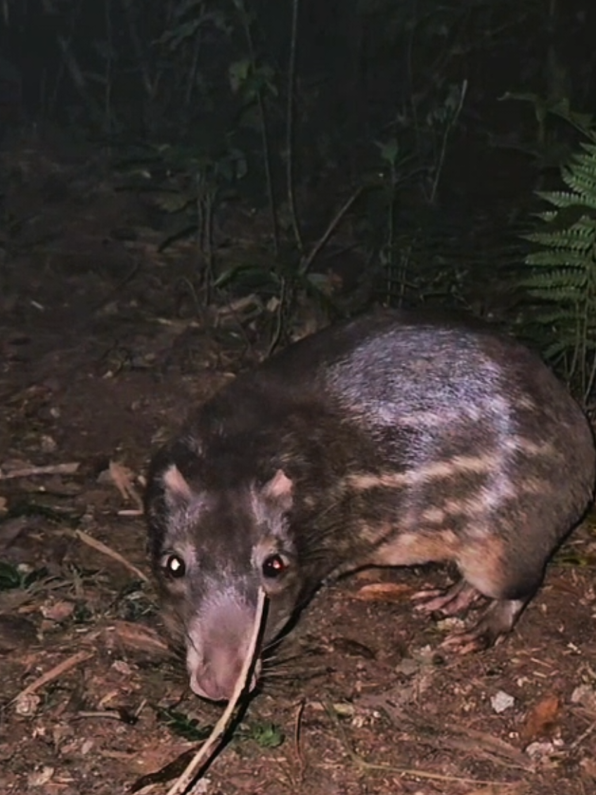 paca arisca chegando na seva #natureza #raiz #paca #inedito 