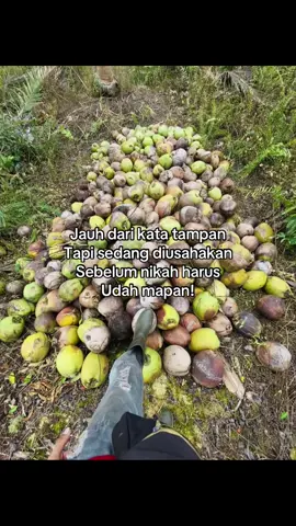 #petanikelapa🌴🌴 #🌴🌴🌴🌴 #petanimuda #petaniindonesia🇮🇩🇮🇩🇮🇩🌿🌿 #kuliboy🤙😜🚀 