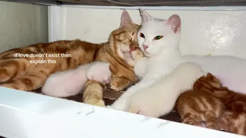 them and their lil' family 🤍🧡 #softcattiktok #orangecatsoftiktok #fypシ #catlover 