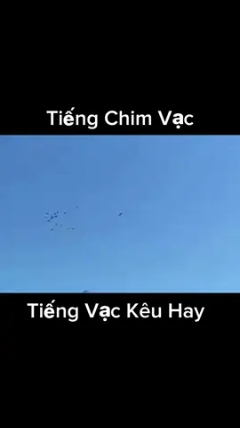 Tiếng vạc kêu hay#tiengvackeu #tiengvac 