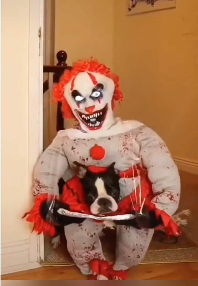 This one wins HALLOWEEN 🤣🎃🎃🎃#Halloween2025 #SpookySeason #FunnyDogVideos #HalloweenHacks #DogTok  