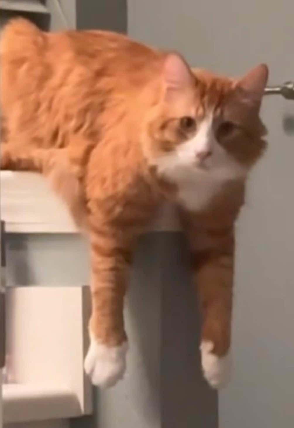 Bear probably 🖤#corrupt #orangecatbehavior #orangecatsoftiktok #tuxedocats 