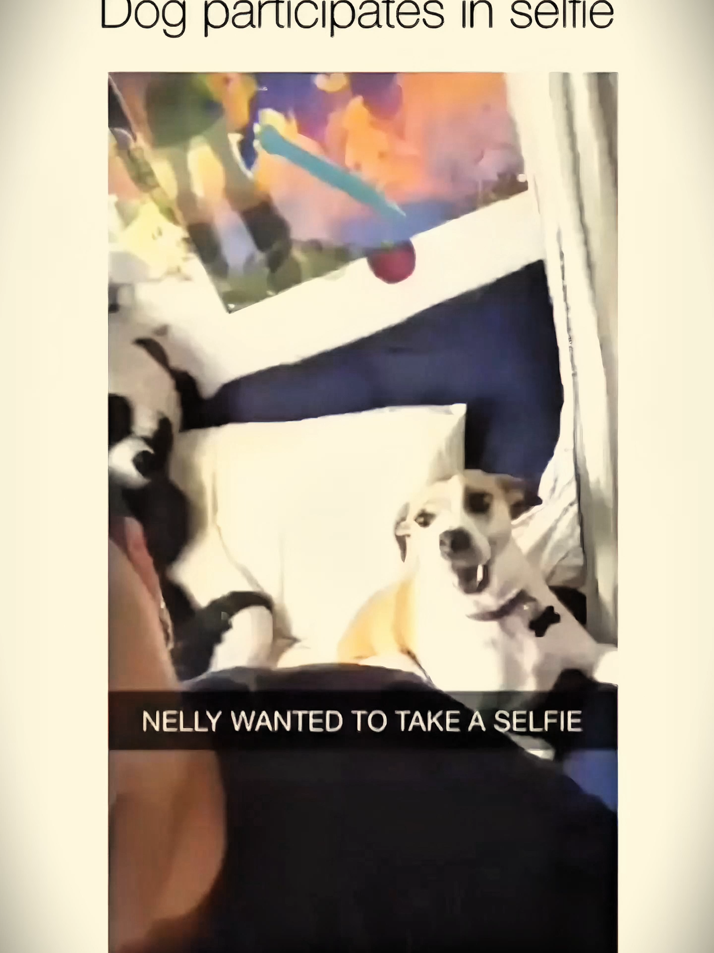 #funnyvideos😂 #dogsoftiktok #pets #dog #PetsOfTikTok