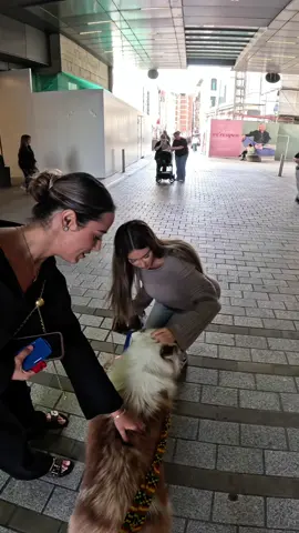 Interactions with my dog!!  #dogsoftiktok #famous #viral #fyp #foryou 