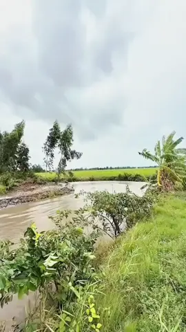 miền tây quê em.