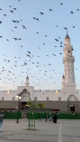 يا طير يا طاير فوق..  أحمد الأقصري 🎧🤍  مشتاق لك يا مكة 🥰 سلامات يا رايح لرسول الله 🤍🤍 اللهم صلِّ وسلم وبارك على نبينا وحبيبنا محمد وعلى آله الطيبين الطاهرين وسلم تسليما كثيراً 🤍❤🌷 #اللهم_صل_وسلم_على_نبينا_محمد #islam #explore #احمد #foryou 