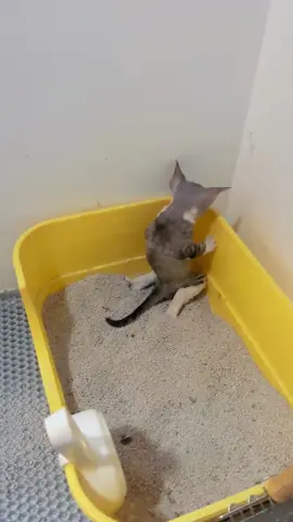 #cute #funny #animals 