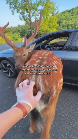 они там как котятки, блин 😩🤏🏽#олени #deer #rek #рекомендации #fyp #cutie 