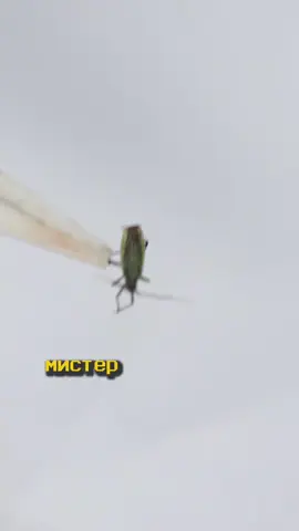 Тайлер исчез #крастер #прикол #эксперимент #DIY #самоделки 