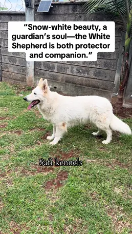 #safikennels #gsdlovers #creatorsearchinsights #animals #creatorsearchinsights2025 