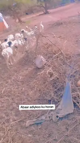 Carees ciise kaarshe saarkii abaar adiykoo ku horan#CapCut #viral video#CapCut 