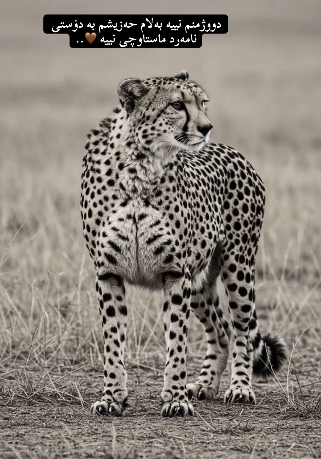 #activ #bnn #foryoupage #foryou #sura  ئەمیان تۆزی ئەکتڤ کەن خۆشە ویستن 🤎🥀