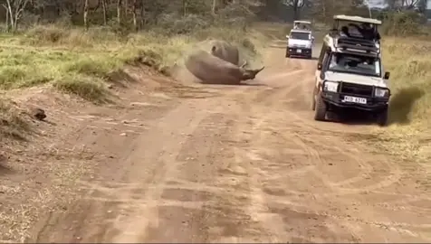 A teritorial dispute between two Rhinos erupts in front of Safari guests. 😳 #safari #gamedrive #elleafricasafaris #elleafricasafari #wildlife 