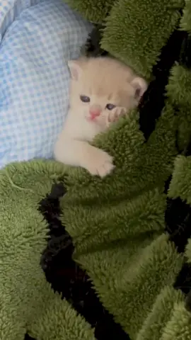 cute baby#catlover #cute #catbaby #littlekitten 