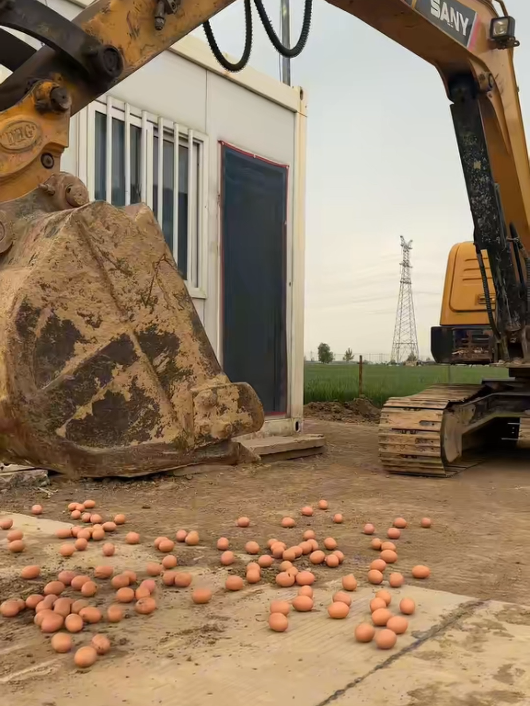 Hardest eggs! #egg #farming