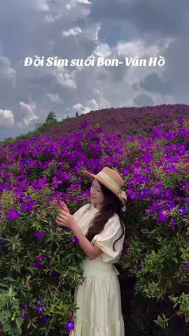 Là một kẻ mộng mơ, buồn vu vơ nhưng yêu hoa… đi đi e do dự hoa tàn mất. Đồi hoa sim suối Bon- Vân Hồ đẹp mê. #hoasimtim #monghoasim #suoibonvanho #chupanhvoihoa 