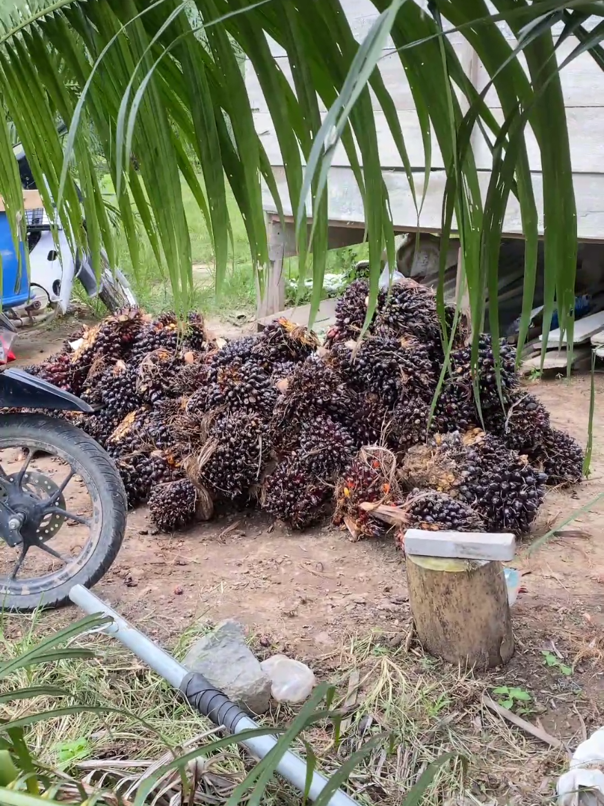 Sedikit cerita, sebenarnya hari ini kita panen cuma memang, karena nafas dan tenaga sudah limit😂, jadi lanjut besok lagi panen nya.. keliling kebun aja lah.. #petanimilenial  #petanisawitindonesia🇮🇩 